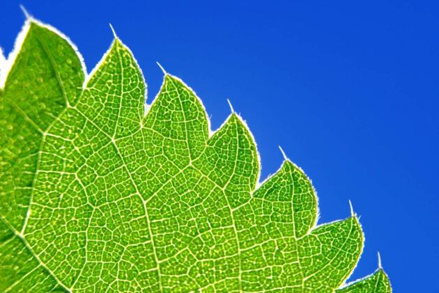 Forscher arbeiten daran, den Prozess der Photosynthese künstliche nachzubauen, um der Atmosphäre so CO2 zu entziehen und dem Klimawandel entgegenzuwirken.